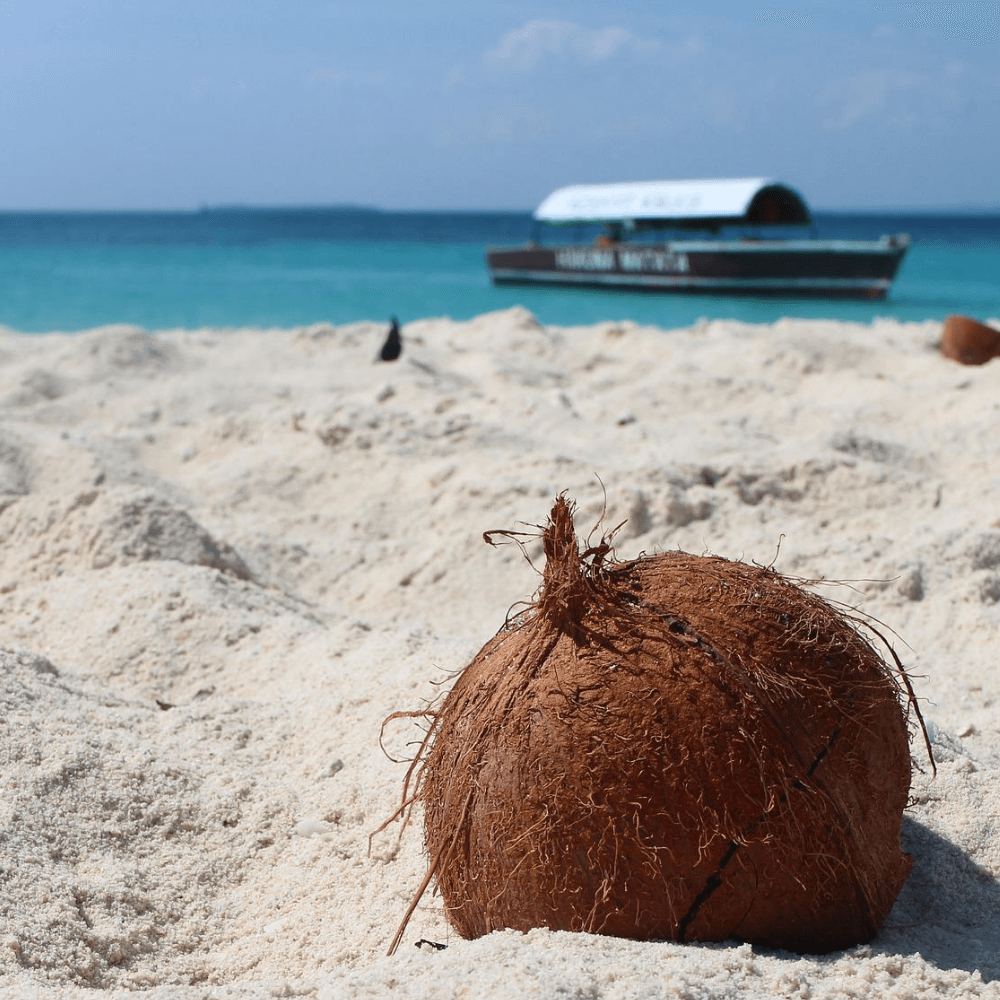 Coconut Loving