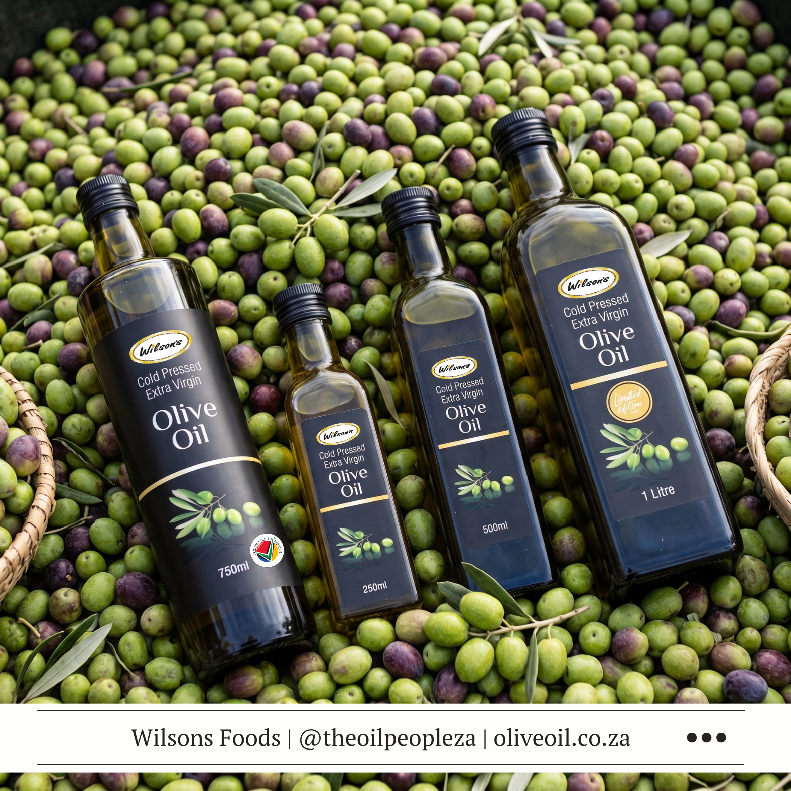 Articles 1 Wilson's Extra Virgin Cold Pressed Olive Oil bottle with fresh olives and olive branch